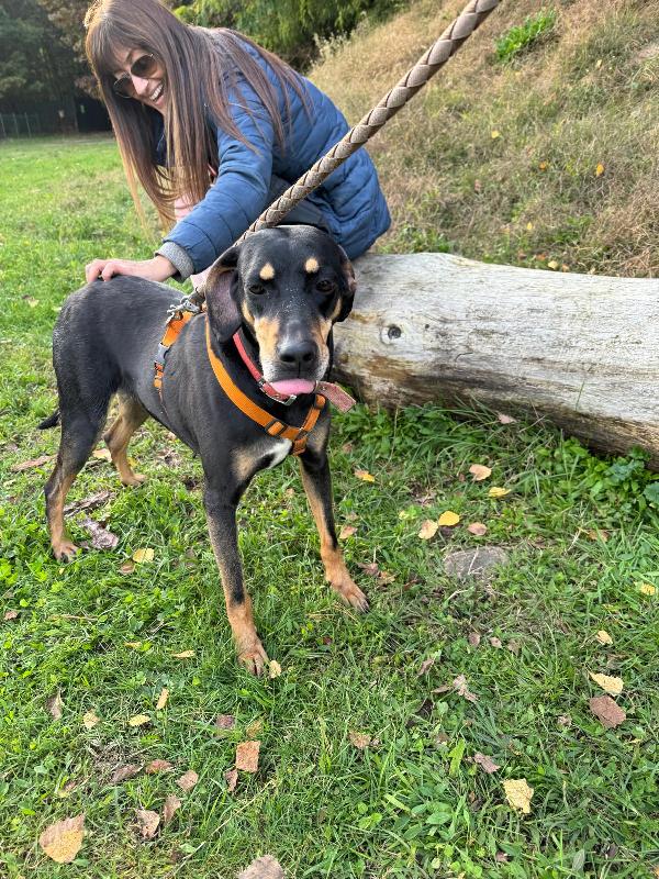 Skylar, una splendida simil segugia Foto 7